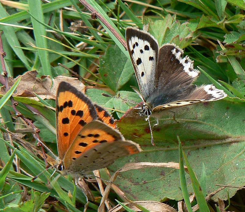 Lycaena phlaeas (aberrant form schmidtii and normal, live) (Internet Image property of respective owner, non-commercial use only)